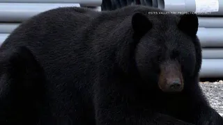 Man attacked by bear in Jefferson County