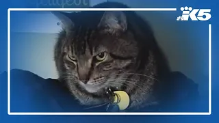 Cats were killed by wildlife, not humans, investigation finds