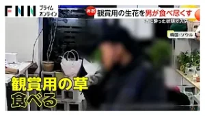 無人生花店で男が草花やコケをムシャムシャ…花瓶の水も飲み干す　3時間で店内は無残な姿に　韓国・ソウル（2026年02月04日）