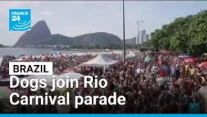 Brazil: Dogs join Rio Carnival parade • FRANCE 24 English