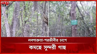 সুন্দরবনে সুন্দরী গাছে আগামরা রোগ, বাড়ছে লবণাক্ততার প্রভাব | Sundarbans | Sundari Tree | Somoy TV