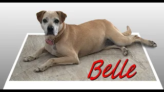 My Pet Story: Jannice's Belle