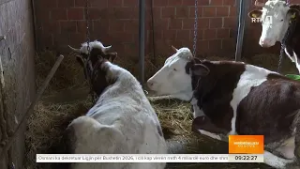 Gratë sektorin e përpunimit të qumështit - Mirëmëngjesi Kosovë  01.03.2026