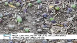 Μάκρη - Ο αέρας 'τίναξε' τις ελιές από τα δέντρα - Σε απόγνωση οι ελαιοπαραγωγοί