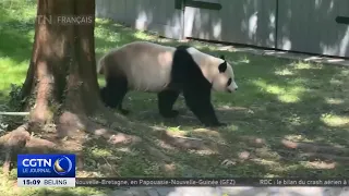 New pandas for Atlanta, old memories in Washington