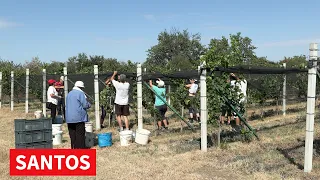 POČELA RANIJE BERBA GROŽĐA