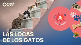 A + A - The Cat Ladies (07/11/2026)