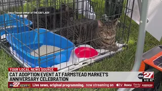 Cat adoption event at Farmstead Market's anniversary celebration