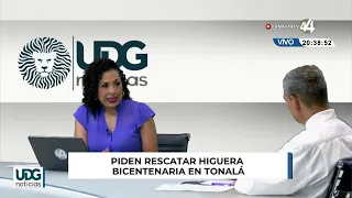 Call to rescue bicentennial fig tree in Tonalá