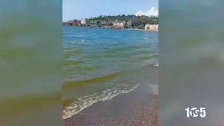Fenicottero Sapri Villammare 2set