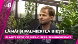 Grădină exotică sub pământ, la Biești: Un bărbat crește lămâi și palmieri într-o seră subterană