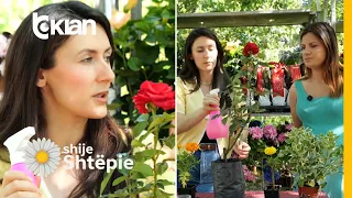 Shije Shtëpie - Denzinfektues natyralë ndaj insekteve të luleve - Tv Klan