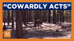 Advocates seek answers after 9 wild horses killed in Arizona forest