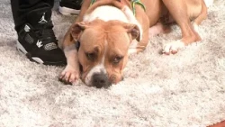 Petline9: Hades is a gentle pup ready to find his forever family
