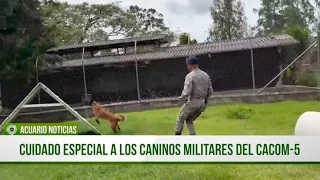 Specialized Care for Military Working Dogs at CACOM-5