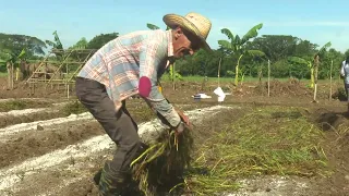 Granma tobacco growers expect to harvest about 440 tons of leaf