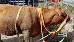 Cow falls into a manhole and is rescued by the Fire Department