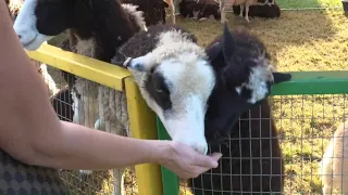 Woodstock Fair celebrates 165th edition with thousands of attendees