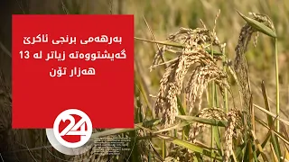 بەرهەمی برنجی ئاکرێ گەیشتووەتە زیاتر لە 13 هەزار تۆن