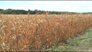 Suša prepolovila prinose kukuruza farmerima u Semberiji (Zemlja izvor života) TV K3