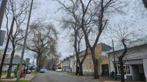 Faápolási munkálatok – A japánakácok alakítását végzik a Dózsa György utcán