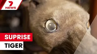 How a taxidermy stuff-up could unlock the secrets of an extinct Aussie icon | 7NEWS