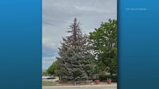 Large spruce tree in Littleton attacked by ips engraver beetles