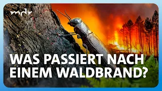 Waldbrand: Ist danach wirklich alles tot? | ARD Wissen | MDR