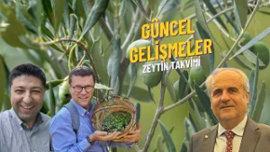 GÜNCEL GELİŞMELER I ZEYTİN TAKVİMİ
