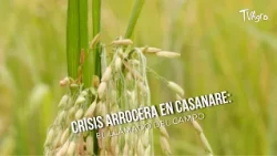 Rice Crisis in Casanare: A Call from the Field - TvAgro by Juan Gonzalo Angel