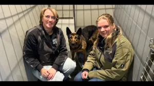 Zo gaat het nu met de herder die op de snelweg liep: 'Bang maar lief beestje'