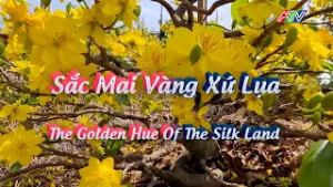 SẮC MAI VÀNG XỨ LỤA