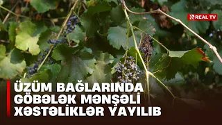 Üzüm bağlarında göbələk mənşəli xəstəliklər yayılıb