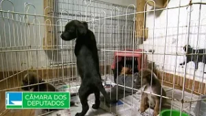 Projeto propõe tornar mais barata ração para animais de estimação - 06/02/2026