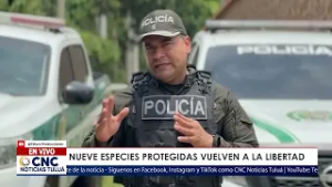 ? ? ? Carabineros y Protección Ambiental recupera ocelote, monos y guacamayas en operativo ambiental