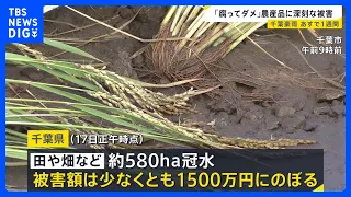 【台風18号】週末に「非常に強い勢力」に発達へ　千葉豪雨の被災地では断水解消…“水没車”撤去も農作物への被害が深刻【news23】｜TBS NEWS DIG