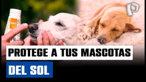 Ola de calor en Lima: ¿Tu mascota necesita bloqueador solar?