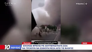 Γαλλία: Εικόνες φρίκης με ανυπεράσπιστα ζώα να τρέχουν να γλιτώσουν μέσα από τις φλόγες