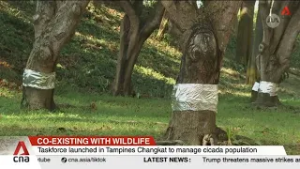 Taskforce launched in Tampines Changkat to manage cicada population
