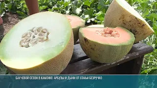 Melon Season in Kamenka: Watermelons and Melons from Grigory Bezruchko