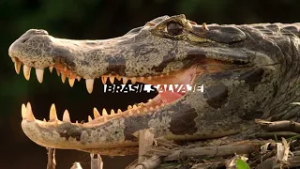 No te pierdas en Canal Capital: Documentales de la BBC: Brasil Salvaje