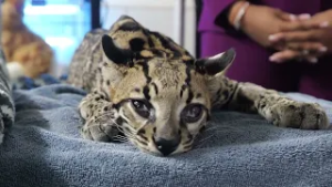 Европейское агентство по охране окружающей среды (EMA) хвалит ветеринара за спасение раненого оце...