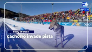 Cachorro rouba a cena nas Olimpíadas de Inverno