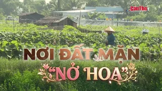 Where Saline Soil "Blooms" | CT-TDT