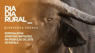 Expert points out limitations in buffalo milk production