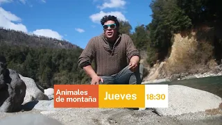 Promocion - ANIMALES DE MONTAÑA 2026