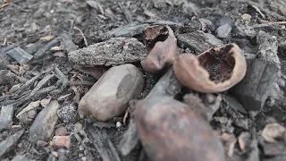 'Nutty' situation in Lincoln Park