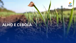 Garlic and onion production to drop in next harvest