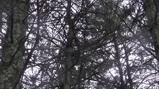 Crews in Connecticut challenged by heavy winds and fallen tree limbs during nor'easter
