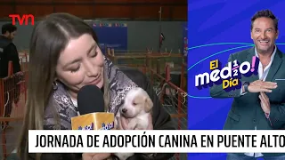 Puppies rescued after the storm looking for a home | El medio día